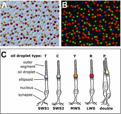 Evolution, Development and Function of Vertebrate Cone Oil Droplets